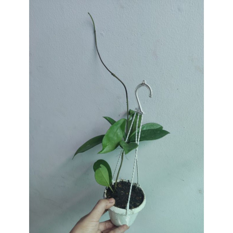 Lan cẩm cù đủ màu