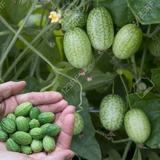 Gói 10 hạt .Hạt giống dưa hấu tí hon,giống chuẩn f1 - Gói 10 hạt