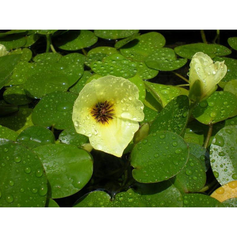 《Giá Rẻ》Thủy Quỳnh Trồng Thủy Sinh