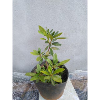CÂY GIỐNG HOA ĐỖ QUYÊN NHẬT BẢN
