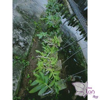 Lan phi điệp bảng gỗ năm 3