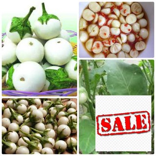 Gói 50 hạt giống cà pháo trắng SALE
