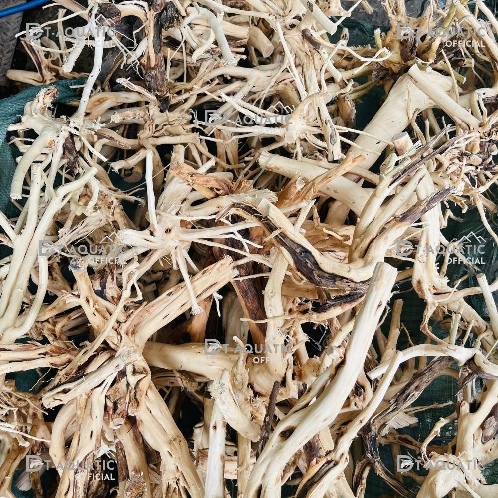 Lũa Thủy Sinh Hải Sa Quỳ (Chọn Theo Kích Thước hồ) Hàng Đẹp - Trang Trí Bể Cá Cảnh, Setup Bể Thủy Sinh