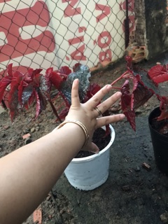 Cây hải đường lá đỏ