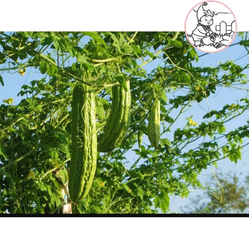 HẠT KHỔ QUA, MƯỚP ĐẮNG NO.09 TRÁI DÀI - GÓI 10 GRAM