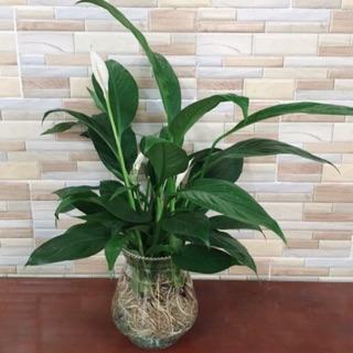 Lan Ý Thủy Sinh kèm bình thủy tinh