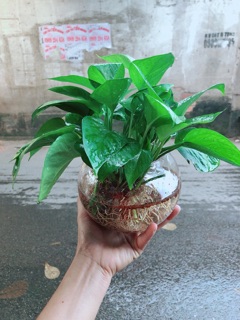 Trầu Bà Thái Trồng Thuỷ Sinh