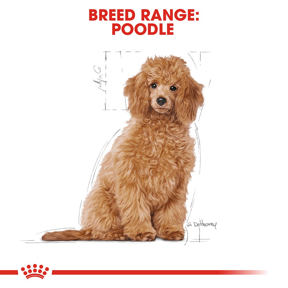 Thức Ăn Hạt Cho Chó Poodle Puppy Royal Canin Poodle Puppy 500g 1.5Kg
