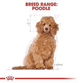 Hạt thức ăn Royal Canin Poodle Junior 500g