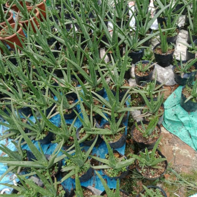 Cây giống nha đam mỹ dẹt , bẹ to 20cm ~