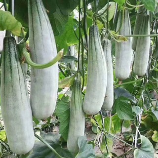 Hạt giống dưa gang xanh 20 hat