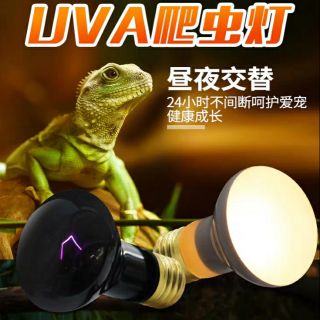 Bóng uva cho bò sát 60w