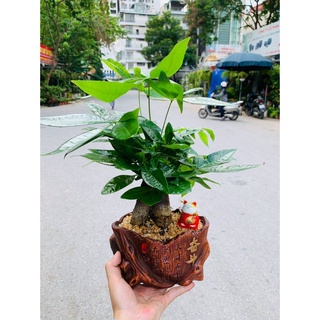 Cây kim ngân thủy sinh