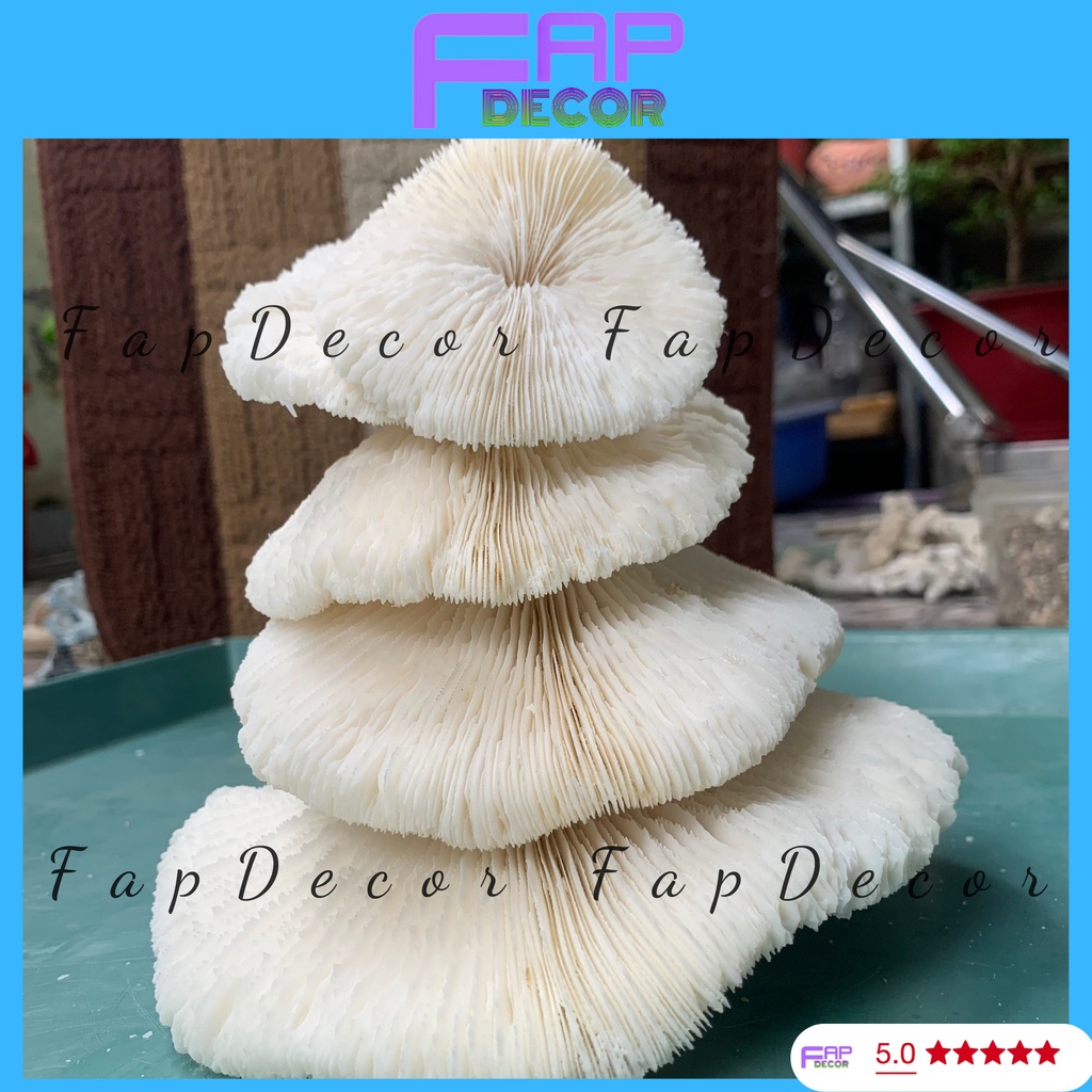 SAN HÔ BIỂN THIÊN NHIÊN PHONG THỦY HÌNH DÙ SIÊU ĐẸP TRANG TRÍ BỂ CÁ TIỂU CẢNH THỦY SINH - FAPDECOR