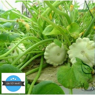 Hạt Giống Bí Đĩa Bay - 10 Hạt