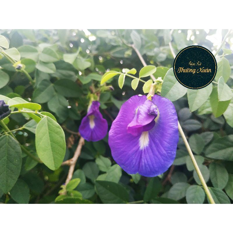 100g Trà Hoa Đậu Biếc Khô , Hoa Đậu Biếc Sấy Nguyên Bông Loại 1