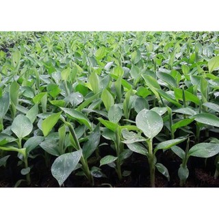 Giống Chuối Mini - Cây Cảnh Phong Thủy