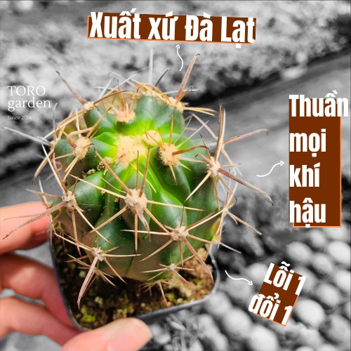 Xương rồng cory Đà Lạt size bé cây cảnh trang trí nhà cửa Toro garden