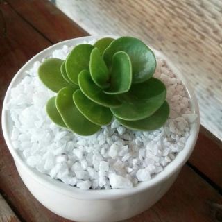 (đủ cỡ) 1 kg sỏi trắng, đá trắng trang trí