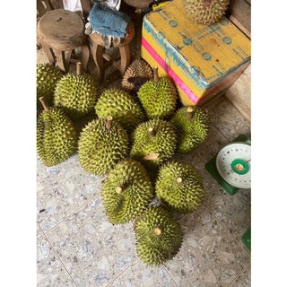 Sầu Riêng Ri6 Bao Ăn 100%