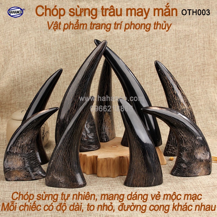 Chóp sừng Trâu vật phẩm phong thủy - Biểu tượng cho sự Thịnh Vượng, Bền Vững (OTH003)