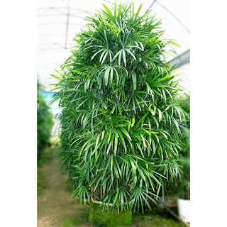 30 hạt giống cây cọ mini trồng tiểu cảnh