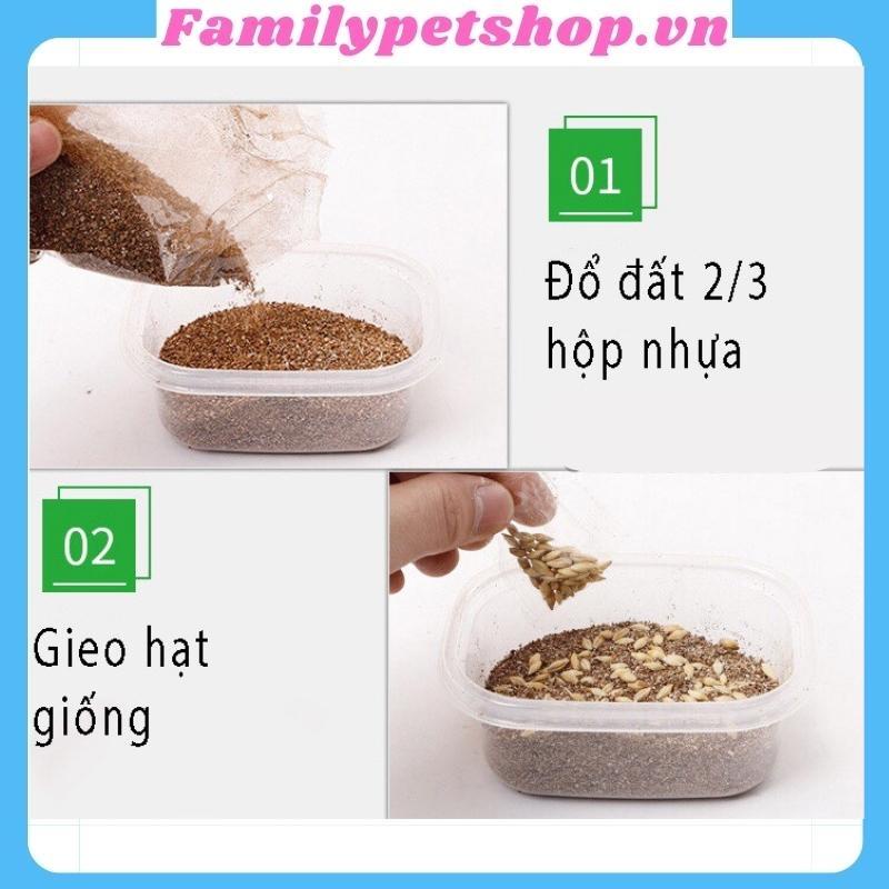 Hạt giống cỏ mèo-bộ trồng cỏ cho mèo-familypetshop.vn
