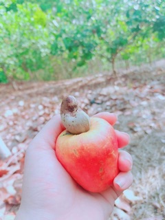 Hạt điều vỏ lụa cồ 1kg