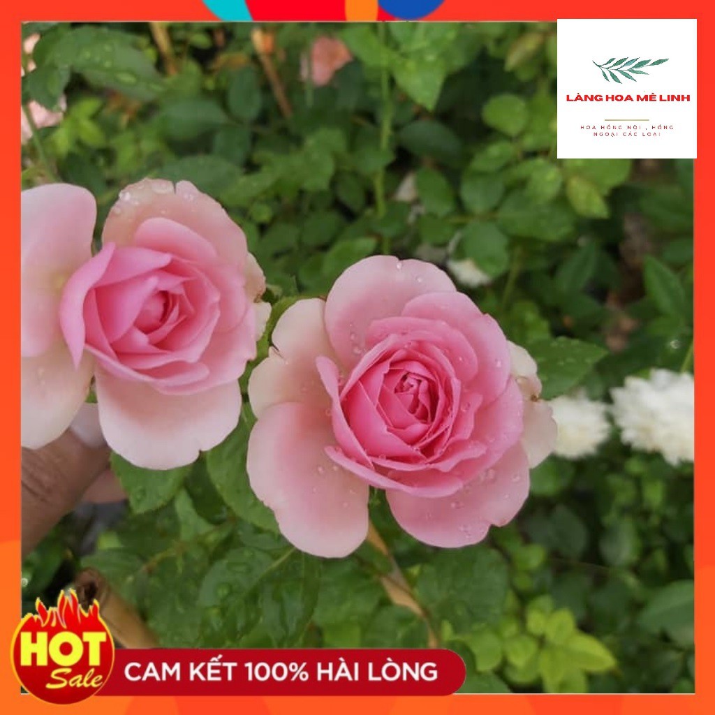 Hoa Hồng Ngoại Rose Pompadour [SIÊU PHẨM ] - Hồng leo Pháp bông lớn, thơm tuyệt