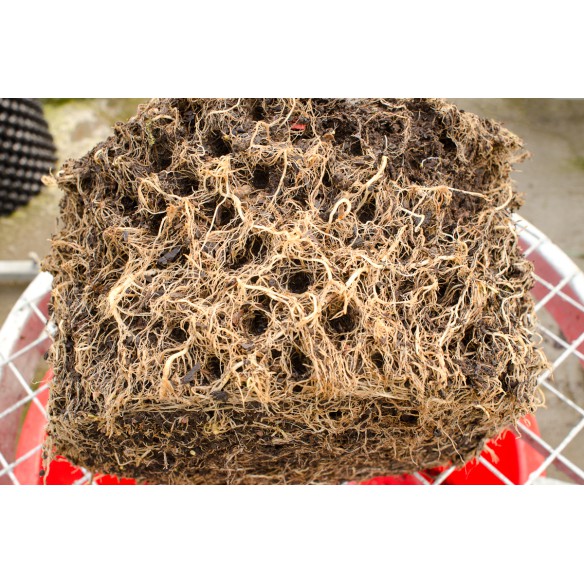 Bầu Ươm Thông Minh Ropot 20 - 30 - 40 - 50 - 60 - 80 - 90 cm dài 5m