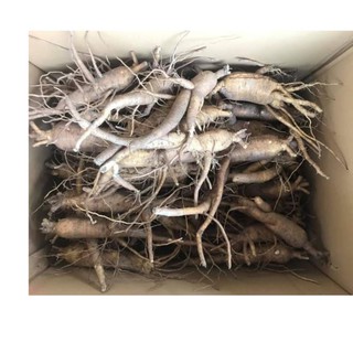 cây giống sâm bố chính