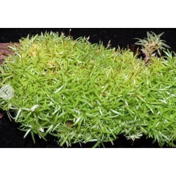 Rêu cỏ hộp 10x15cm dùng làm tiểu cảnh terrarium, đắp chậu bonsai, làm tường rêu