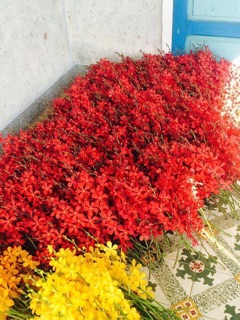 Combo 10 cây Lan mokara màu đỏ