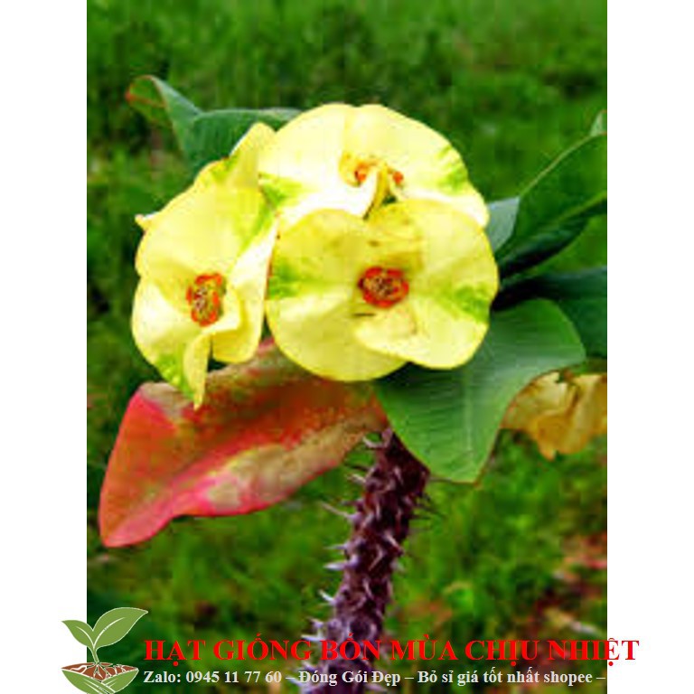 Xương rồng bát tiên 20 hạt ĐẾN MÙA TRỒNG TẾT