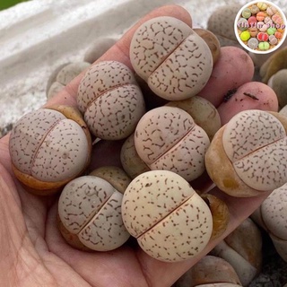 Sen mông,lithops,thạch lan Trắng 2-3cm