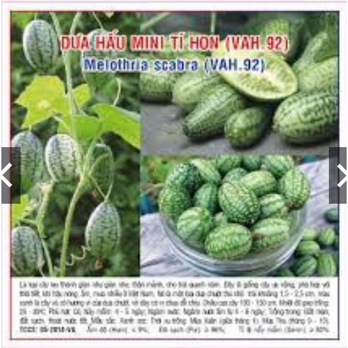 HẠT GIỐNG DƯA HẤU TÍ HON GÓI 20 HẠT