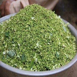 HOA HOÈ [cây giống]
