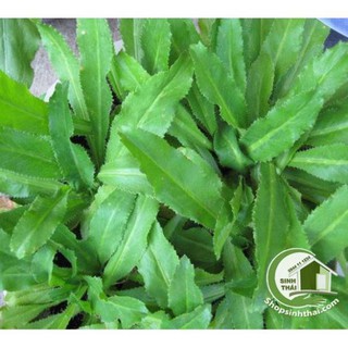 Hạt giống rau mùi tàu - Ngò gai