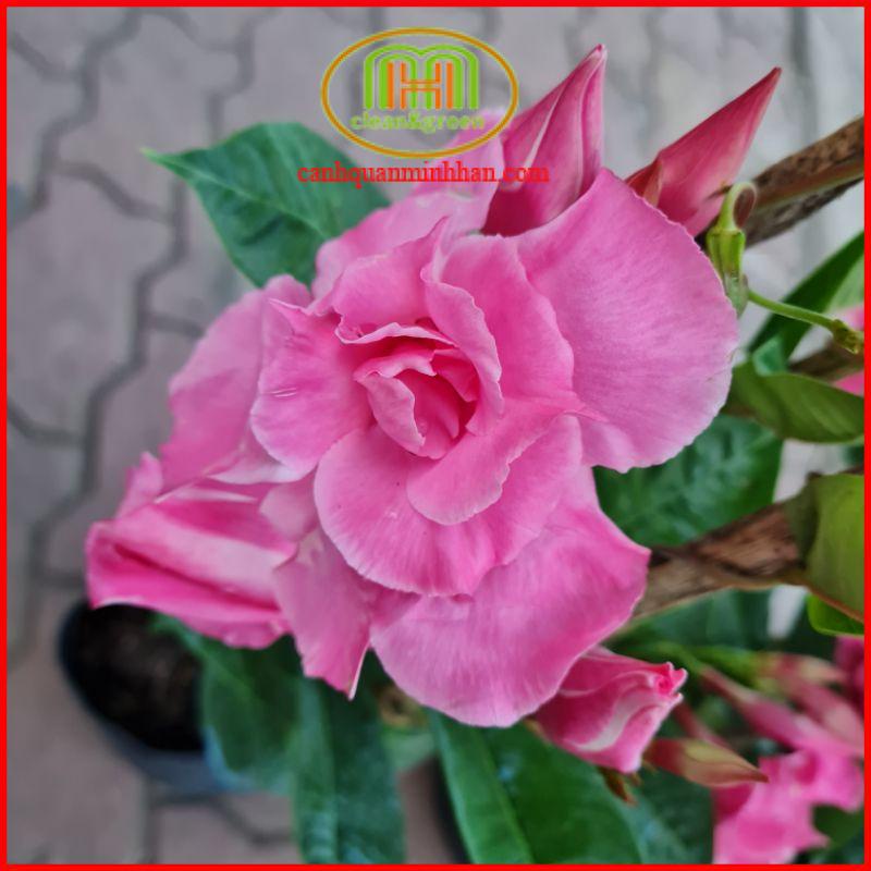 Cây hoa hồng anh leo kép trồng làm giàn leo tạo background chụp ảnh tuyệt đẹp tặng phân bón Minh Hân Garden