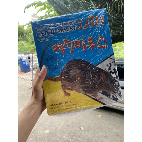 keo dính chuột Cống