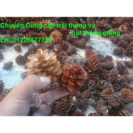 1kg Trái thông khô nhỏ