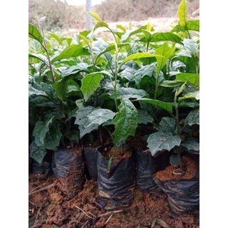 CÂY XẠ ĐEN HOÀ BÌNH ( có bán sỉ)