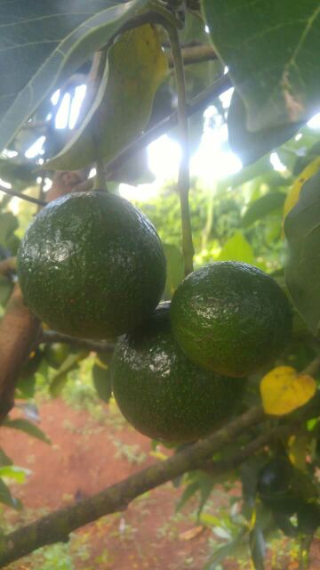 Bơ booth 7 giá sỉ 10k chỉ bán sỉ