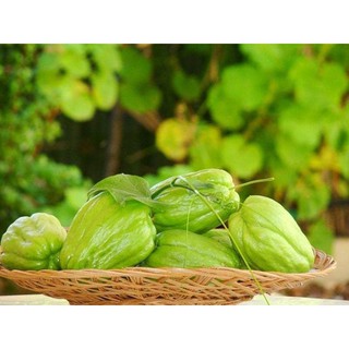 combo 5 củ su su giống