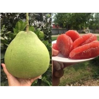 BƯỞI RUBY THÁI LAN