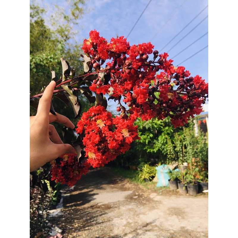 Combo 2 Cây tường vi huyết long