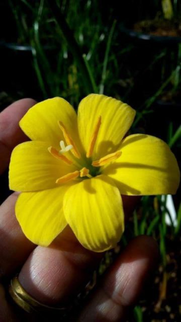 1 củ huệ mưa màu vàng, củ to đẹp
