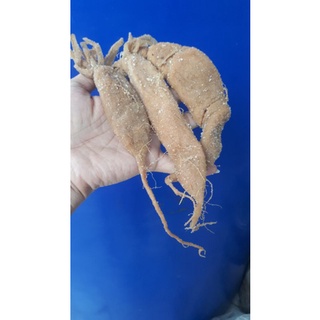 1kg củ cải muối sóc trăng ( xá pấu )