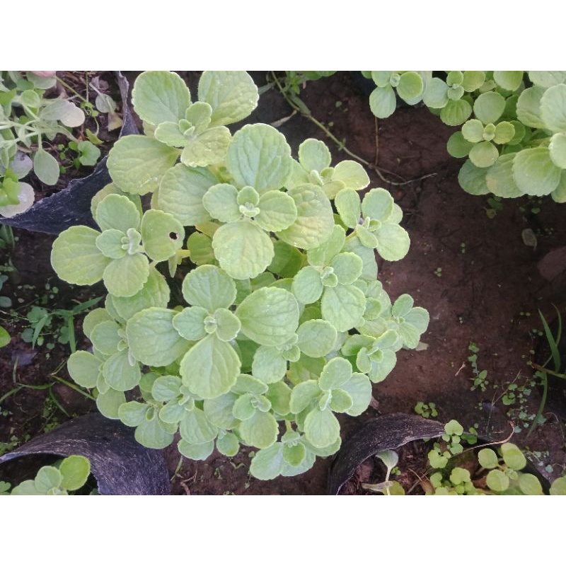 Cây nhất mạt hương