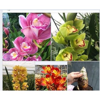 combo 3 Củ Giống Hoa Địa Lan Santo Màu xanh hoặc mix màu